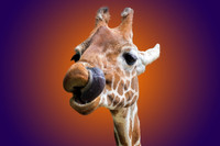 Giraffe picking nose