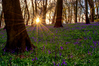 Bradenham Woods