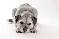 Border Terrier