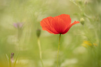 Poppy in a wildflower meadow